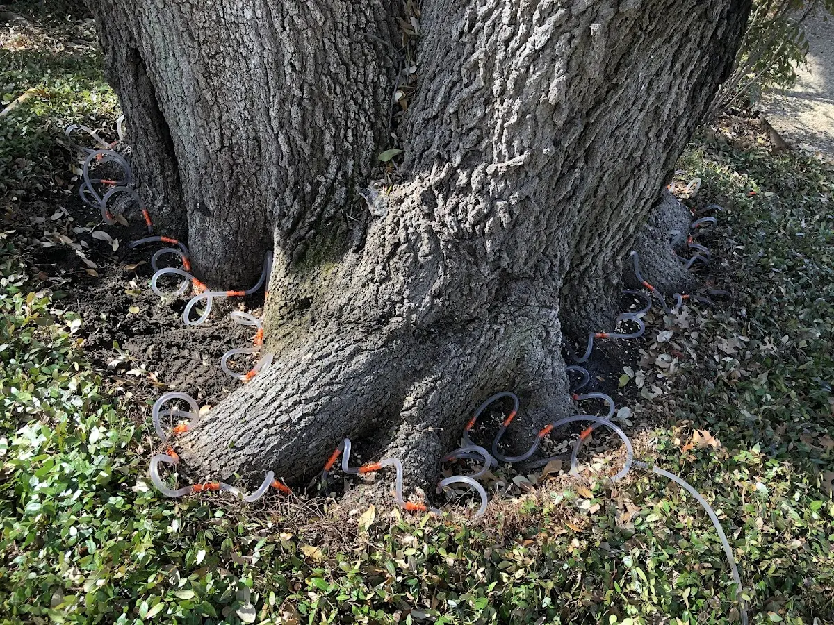 Detailed Tree Cabling and Bracing job site in Blairs