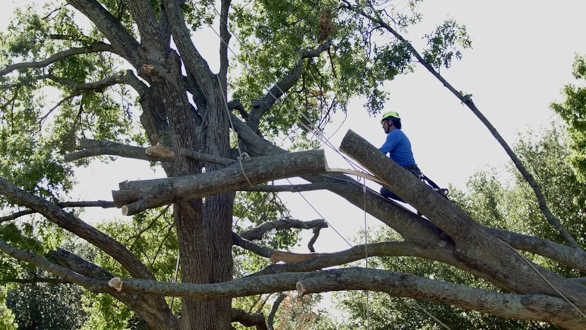 Professional Hazardous Tree Removal performed by certified arborists in Blairs